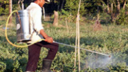 Foliar spray 