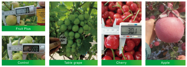 Plant Regulator