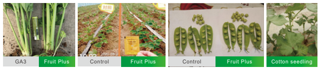 Plant Regulator