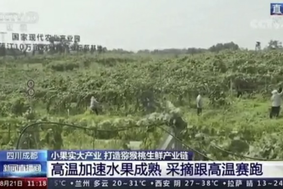 央視新聞中的天然蕓苔素、生物農(nóng)藥助力綠色農(nóng)業(yè)、品牌農(nóng)產(chǎn)品更有價值