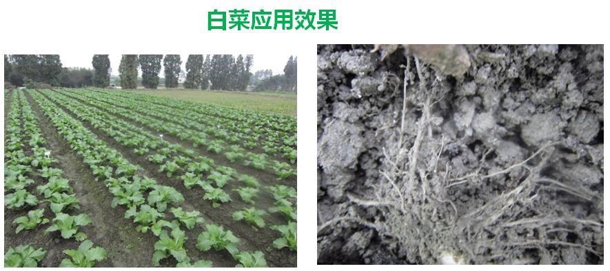 氨基寡糖素 - 植物的免疫衛(wèi)士，根結(jié)線蟲的克星