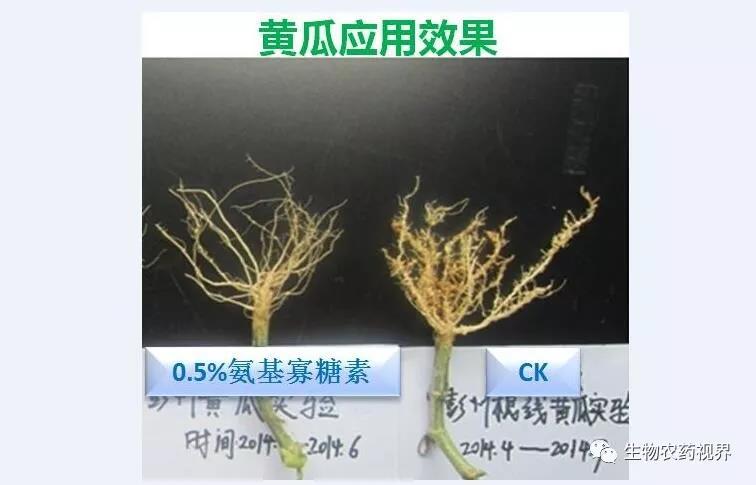 氨基寡糖素 - 植物的免疫衛(wèi)士，根結(jié)線蟲的克星