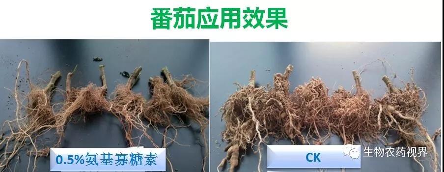 氨基寡糖素 - 植物的免疫衛(wèi)士，根結(jié)線蟲的克星