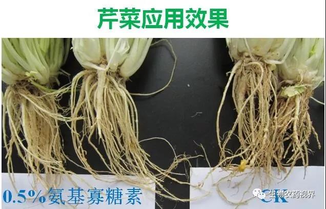 氨基寡糖素 - 植物的免疫衛(wèi)士，根結(jié)線蟲的克星