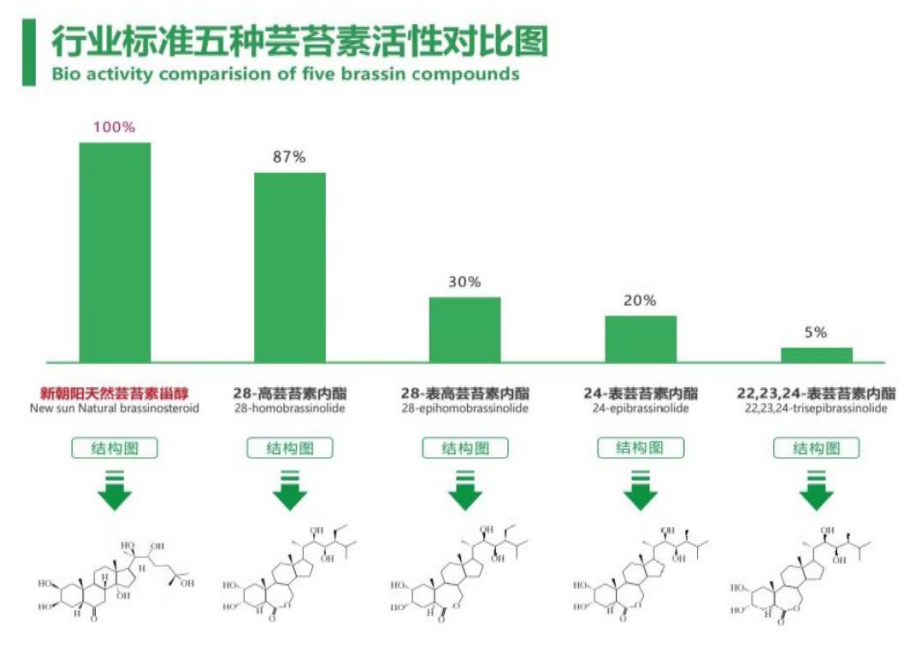 小麥拌種選新朝陽天然蕓苔素，讓小麥高產(chǎn)贏在起跑線上?。ㄐ←溤谑裁磿r(shí)候用蕓苔素效果最佳）