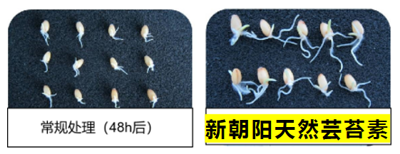 小麥拌種選新朝陽天然蕓苔素，讓小麥高產(chǎn)贏在起跑線上?。ㄐ←溤谑裁磿r(shí)候用蕓苔素效果最佳）