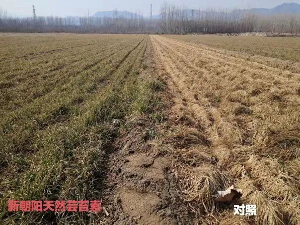 小麥拌種選新朝陽天然蕓苔素，讓小麥高產(chǎn)贏在起跑線上?。ㄐ←溤谑裁磿r(shí)候用蕓苔素效果最佳）