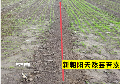 小麥拌種選新朝陽天然蕓苔素，讓小麥高產(chǎn)贏在起跑線上?。ㄐ←溤谑裁磿r(shí)候用蕓苔素效果最佳）