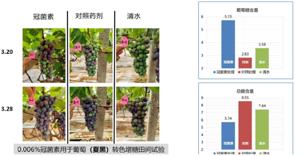冠菌對素夏黑葡萄果實轉色品質(zhì)的影響